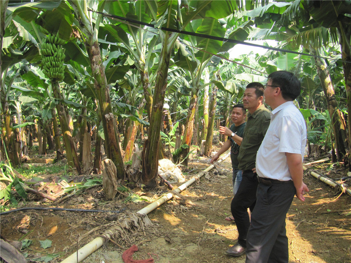 广西香蕉体系首席专家团队李朝生（右一）在丰浩公司总经理吴启军（中）到公司香蕉基地指导工作