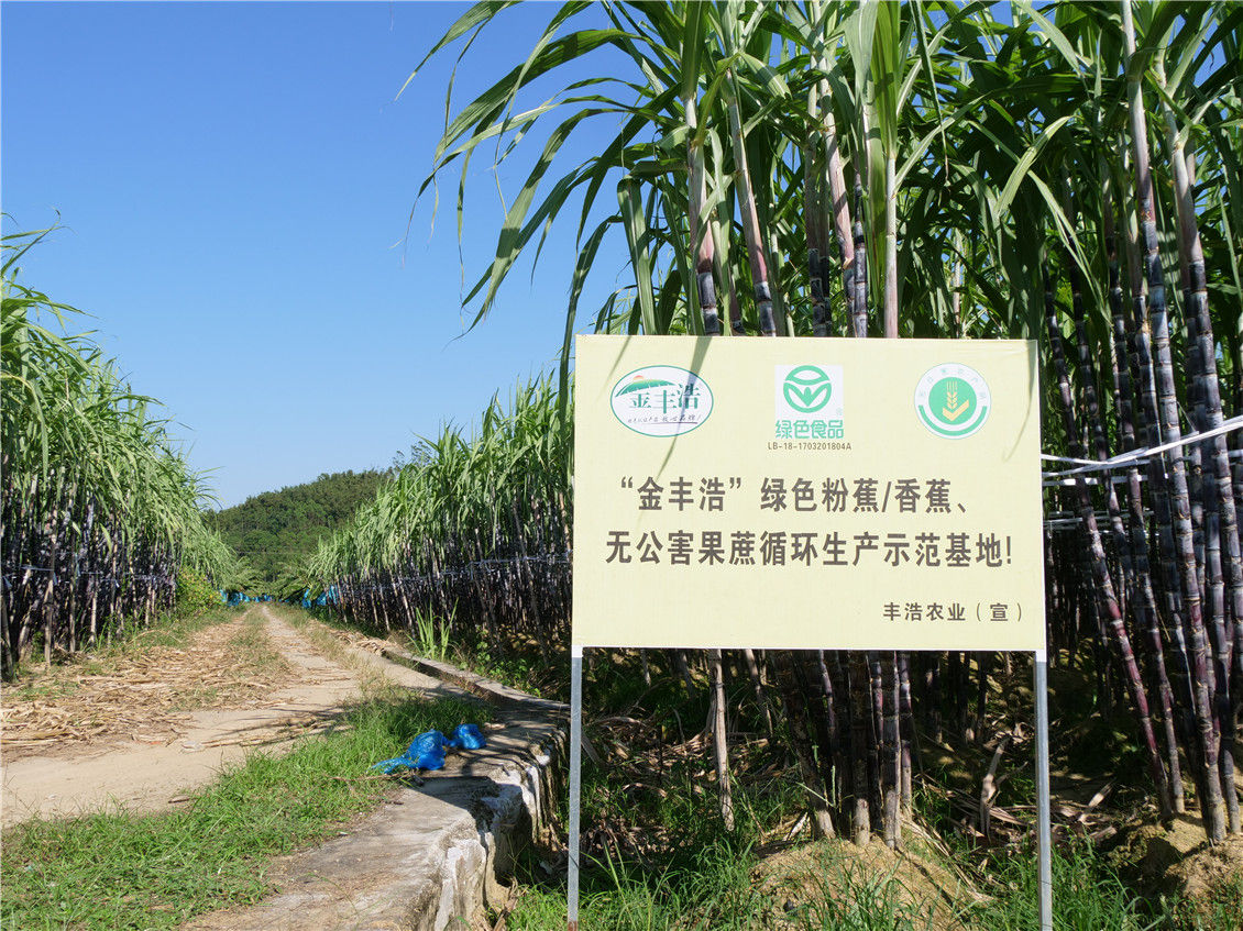 “蕉蔗轮作生产示范基地”