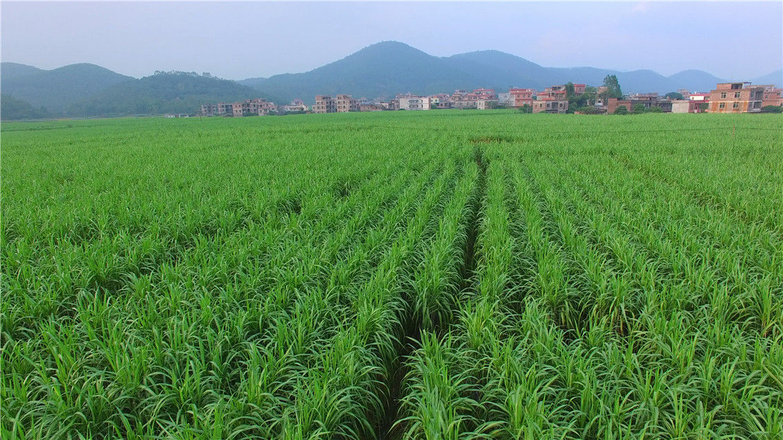 果蔗标准化生产基地